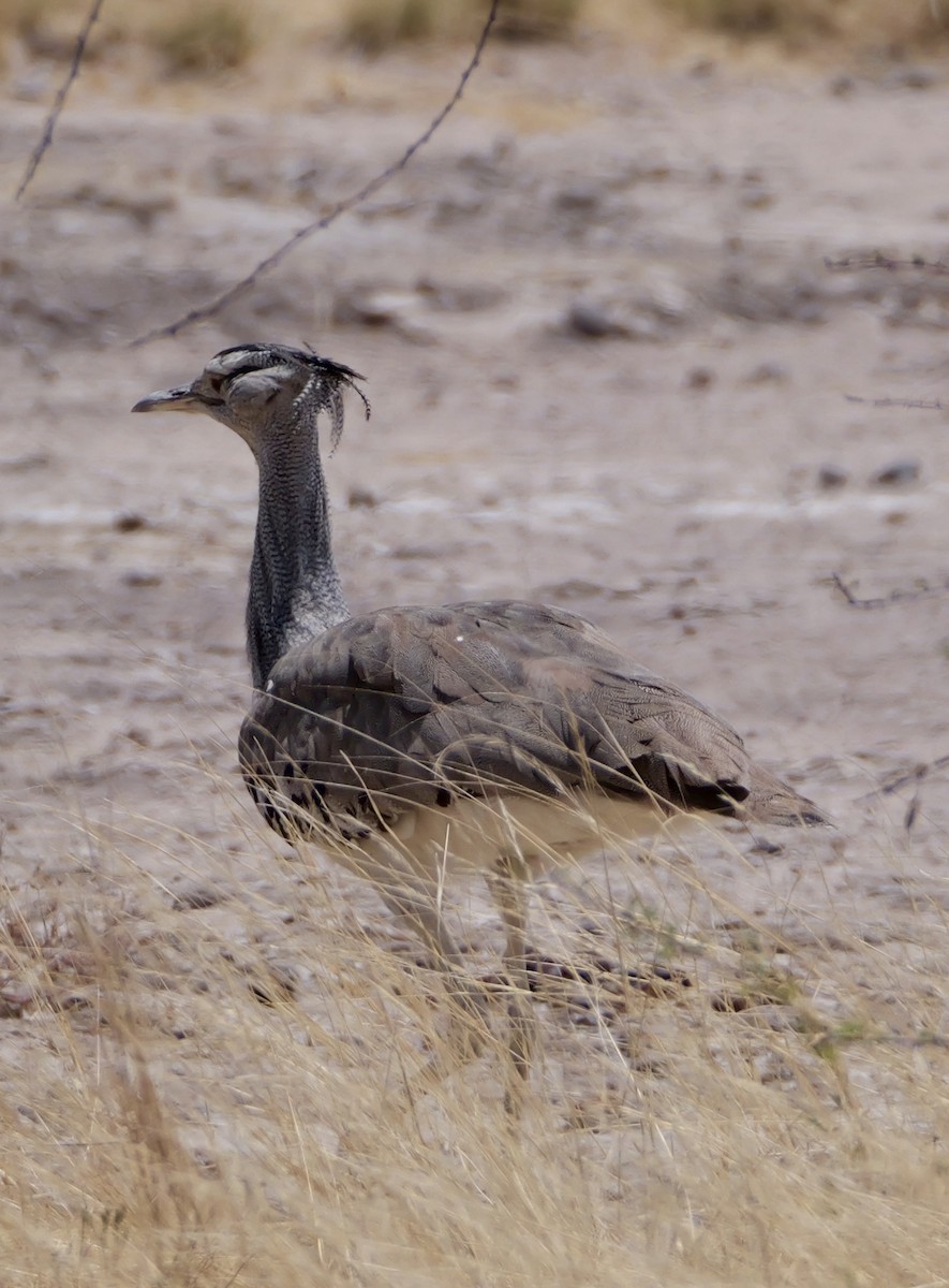 Kori Bustard - ML643557726