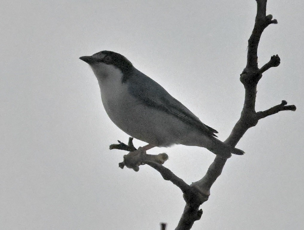 Hooded Tanager - ML643557731