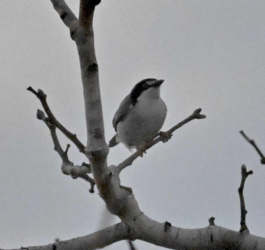 Hooded Tanager - ML643557764
