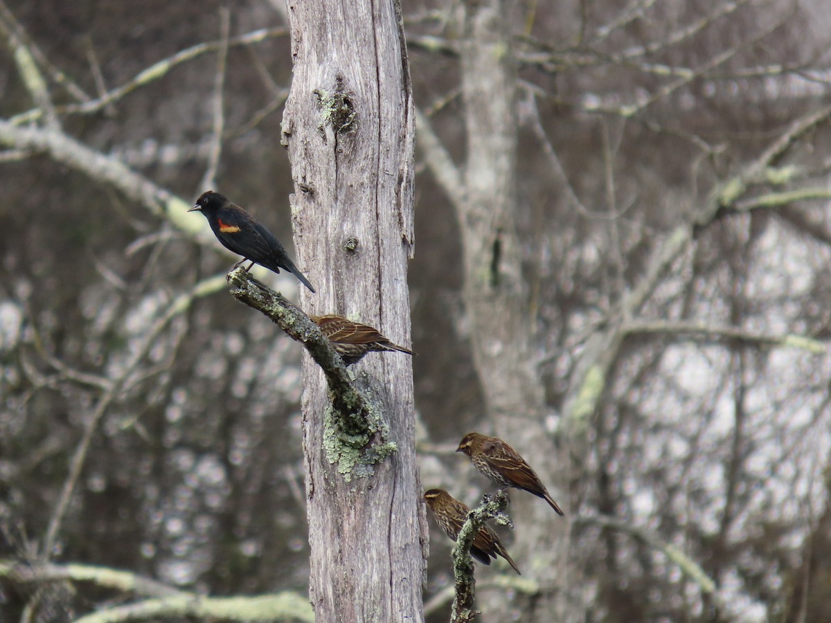 Red-winged Blackbird - ML643557792