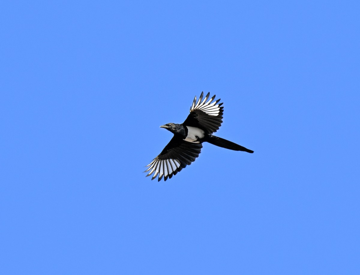 Black-billed Magpie - ML643557793