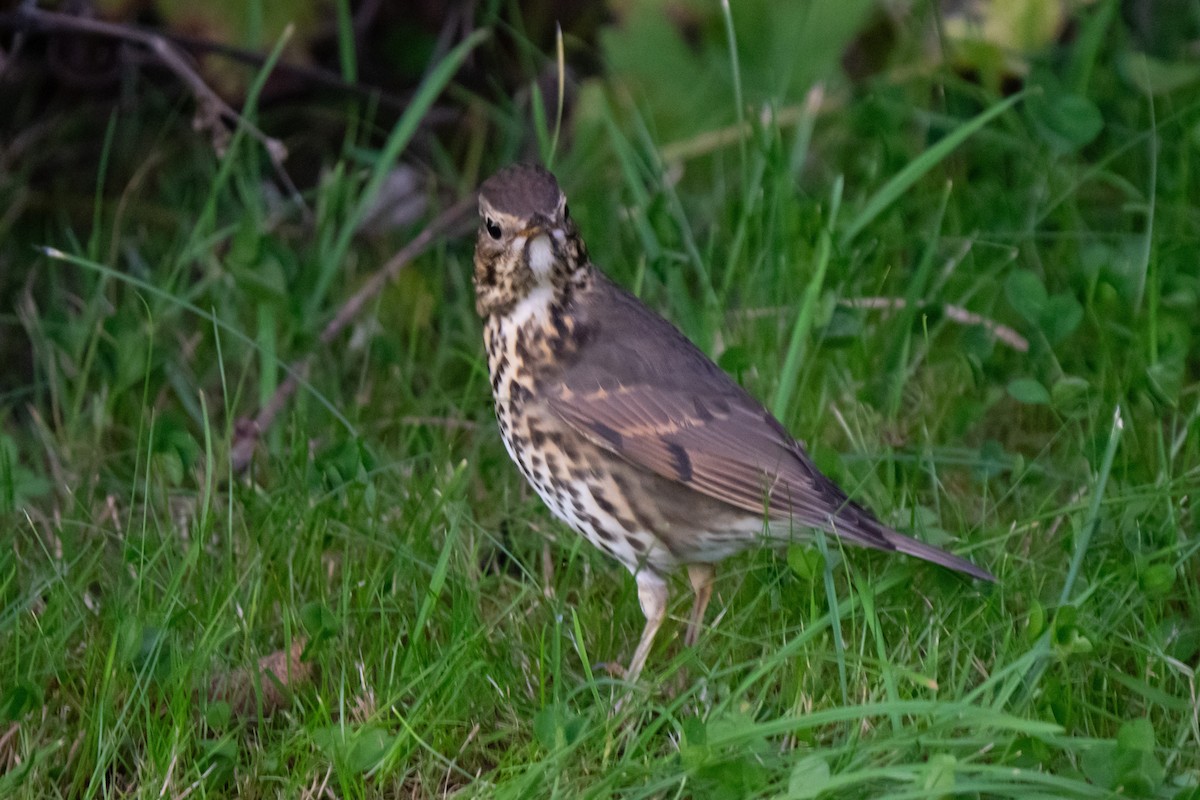 Song Thrush - ML643557806