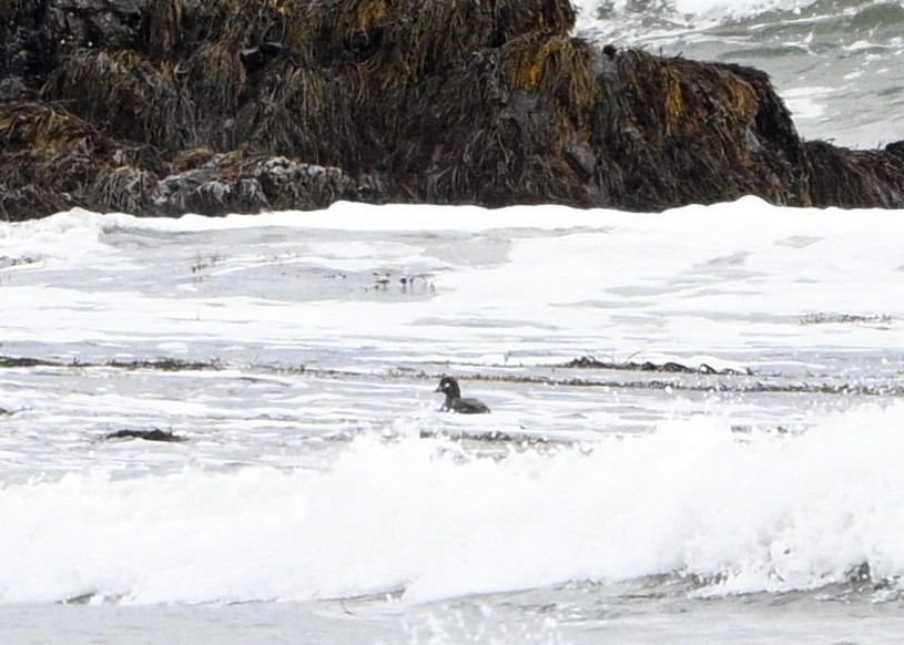 Harlequin Duck - ML643557807