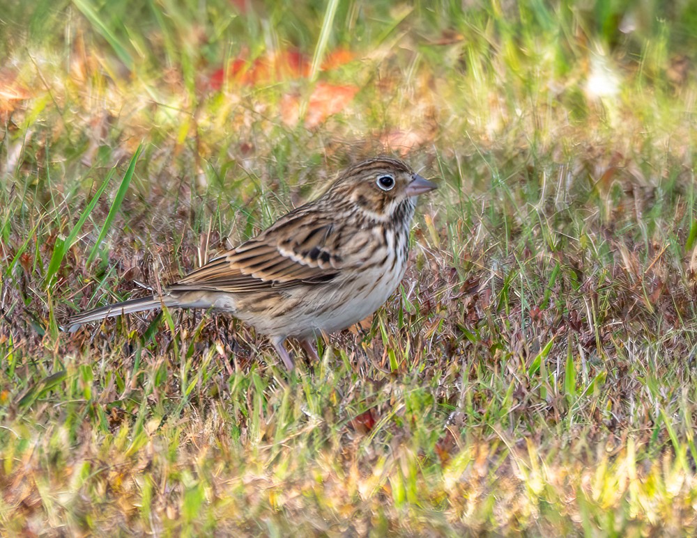 Vesper Sparrow - ML643557809