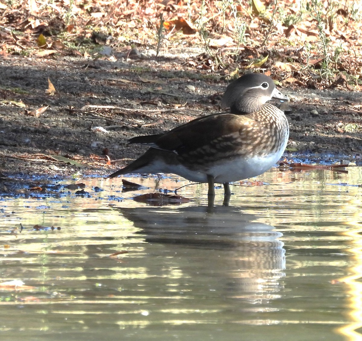Mandarin Duck - ML643557816
