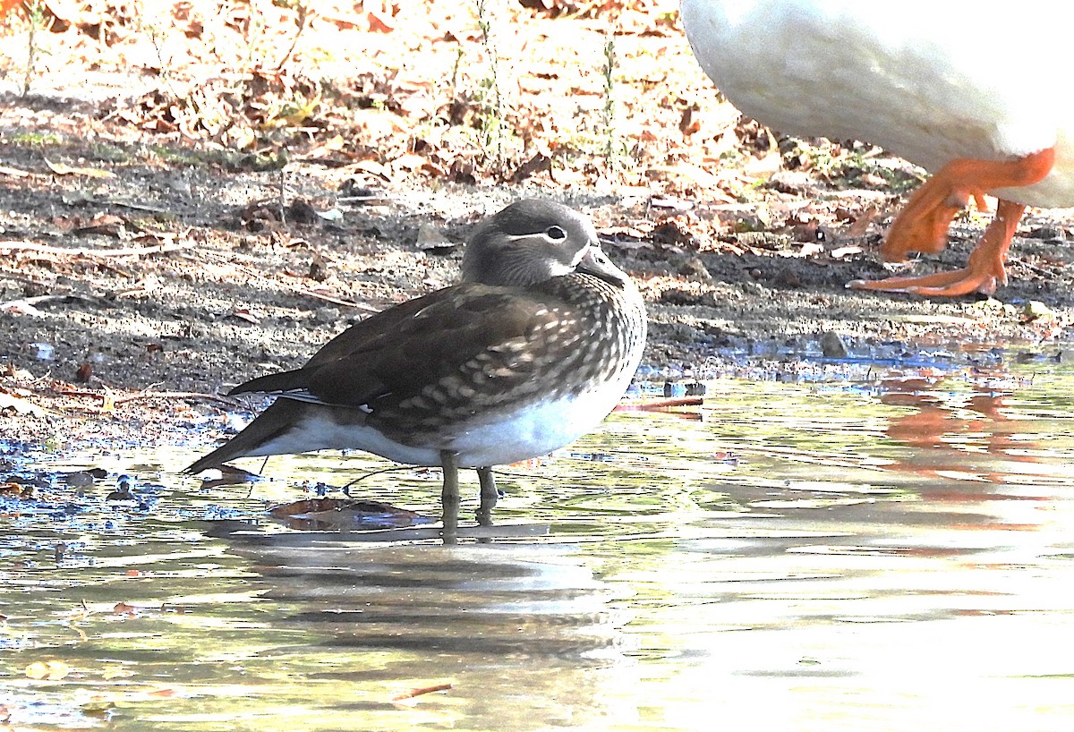 Mandarin Duck - ML643557817
