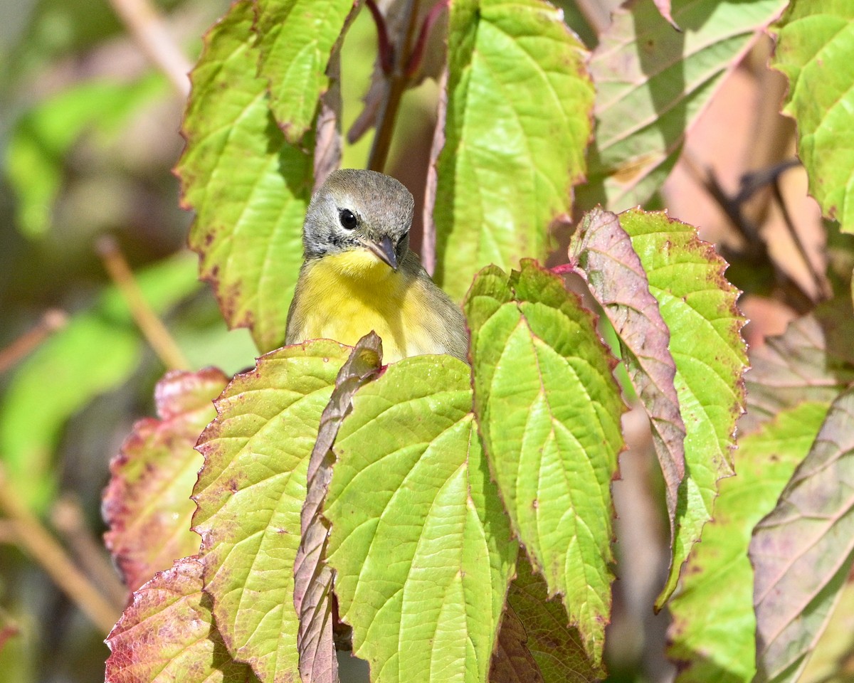Common Yellowthroat - ML643557860