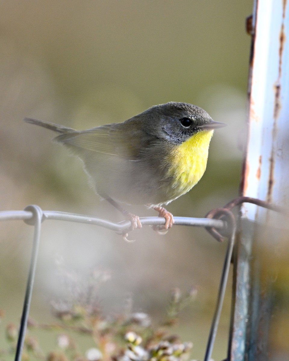 Common Yellowthroat - ML643557861