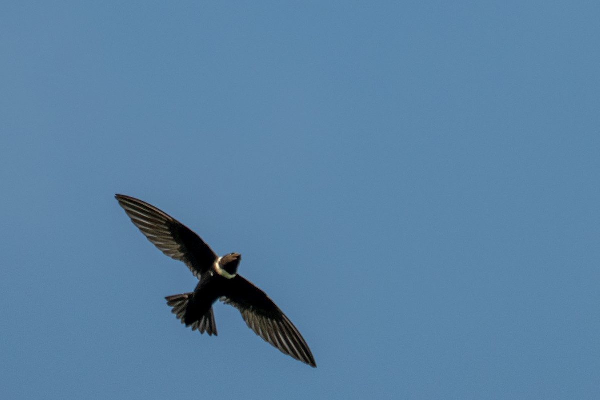 White-collared Swift - ML643557864