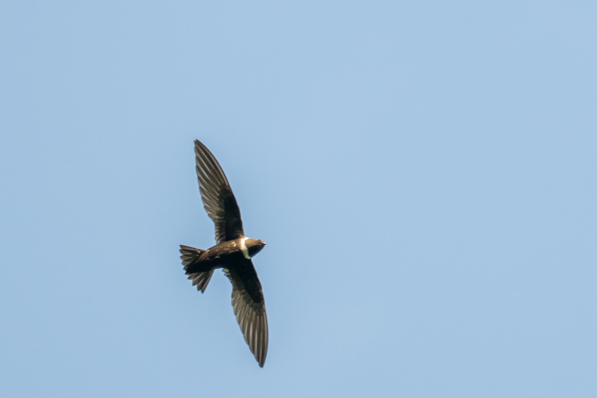 White-collared Swift - ML643557866