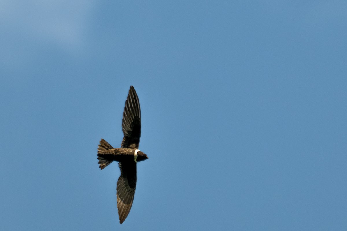 White-collared Swift - ML643557867