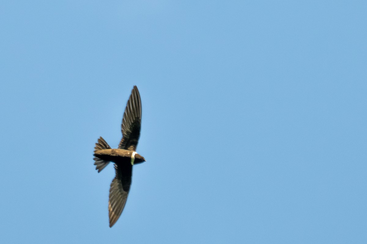 White-collared Swift - ML643557868