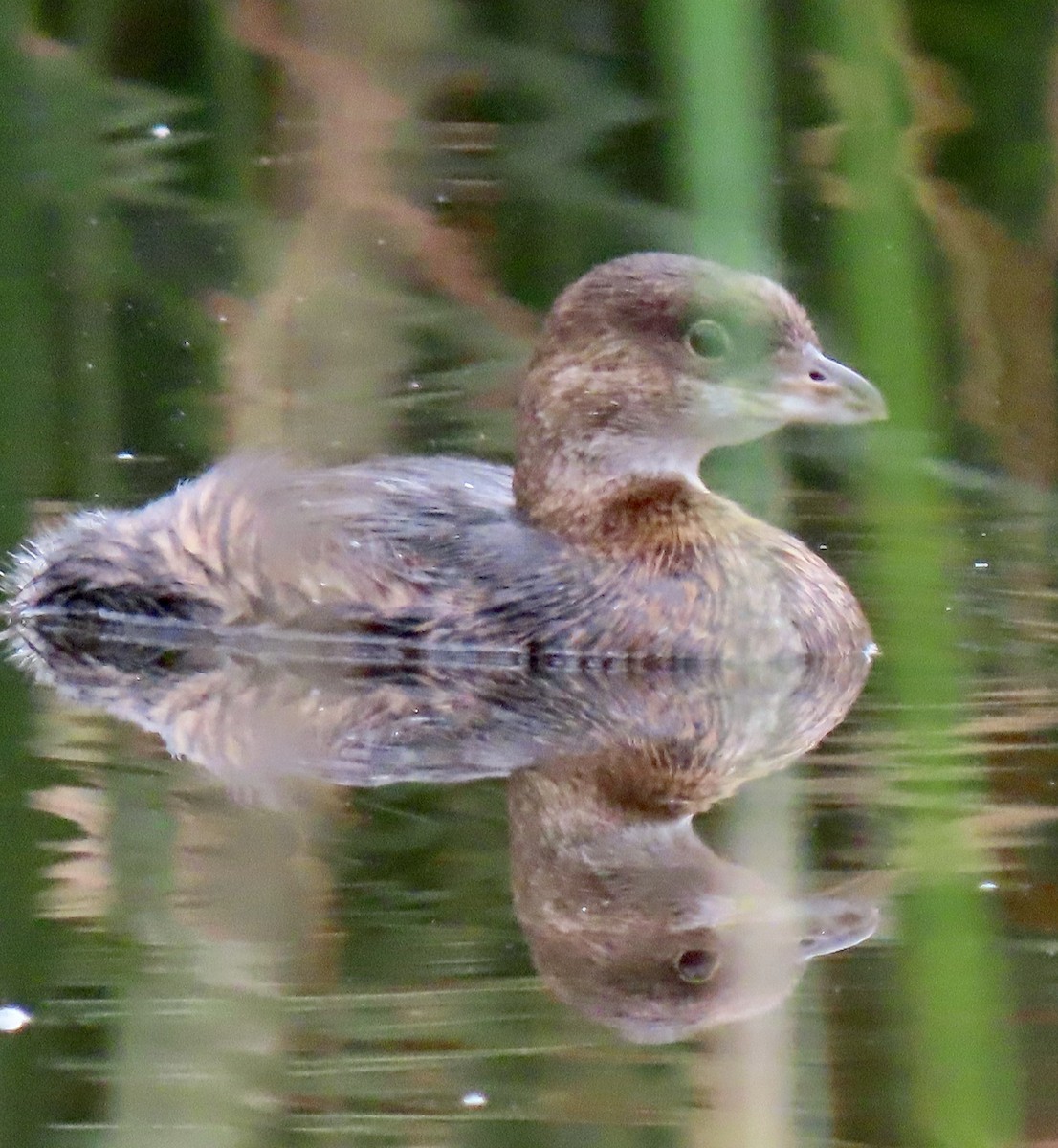 Pied-billed Grebe - ML643557886