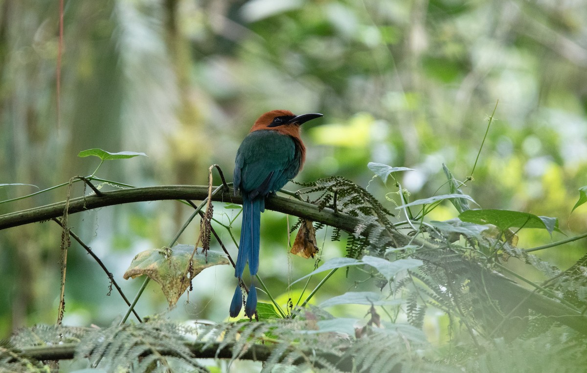 Broad-billed Motmot - ML643557896