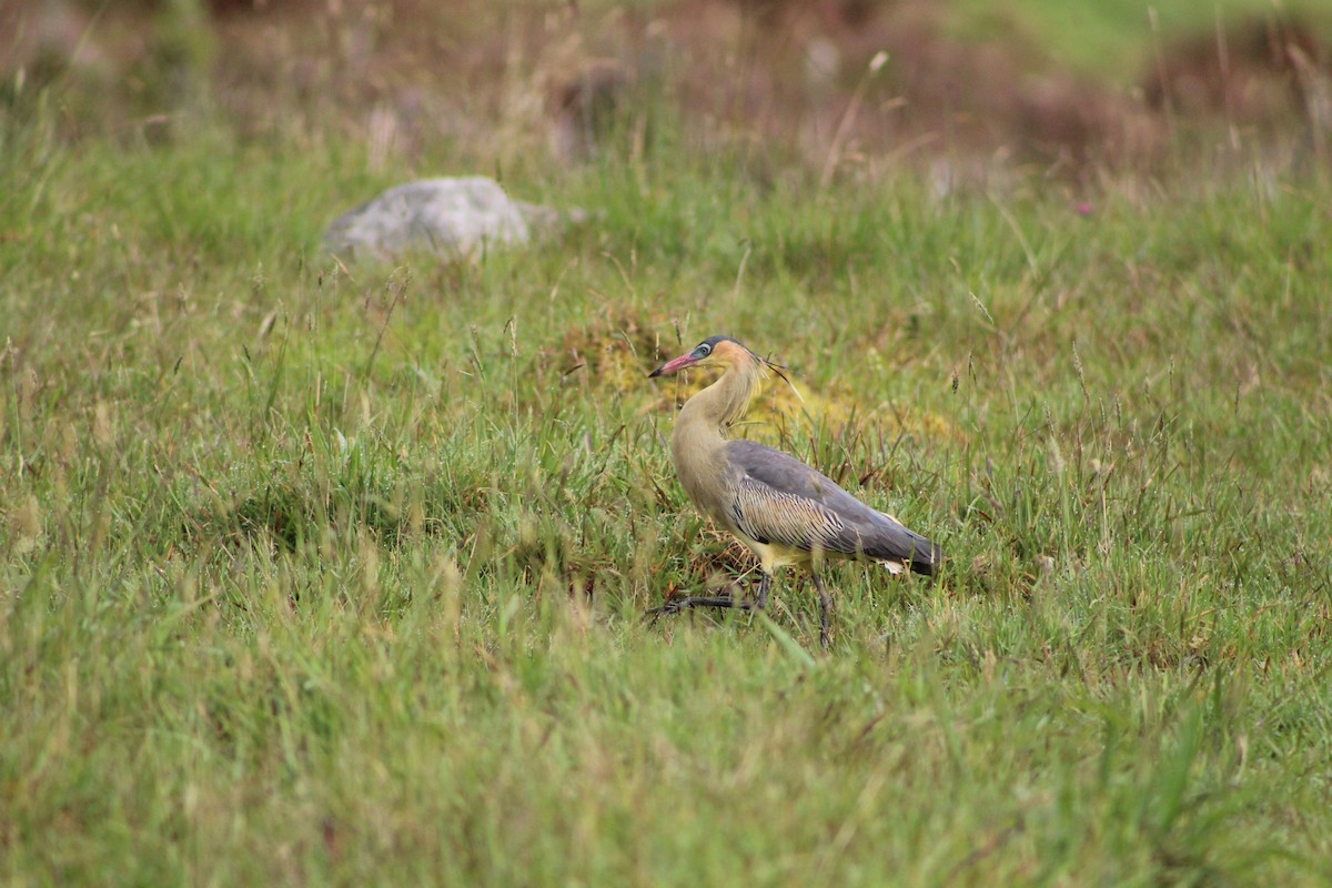 Whistling Heron - ML643557908