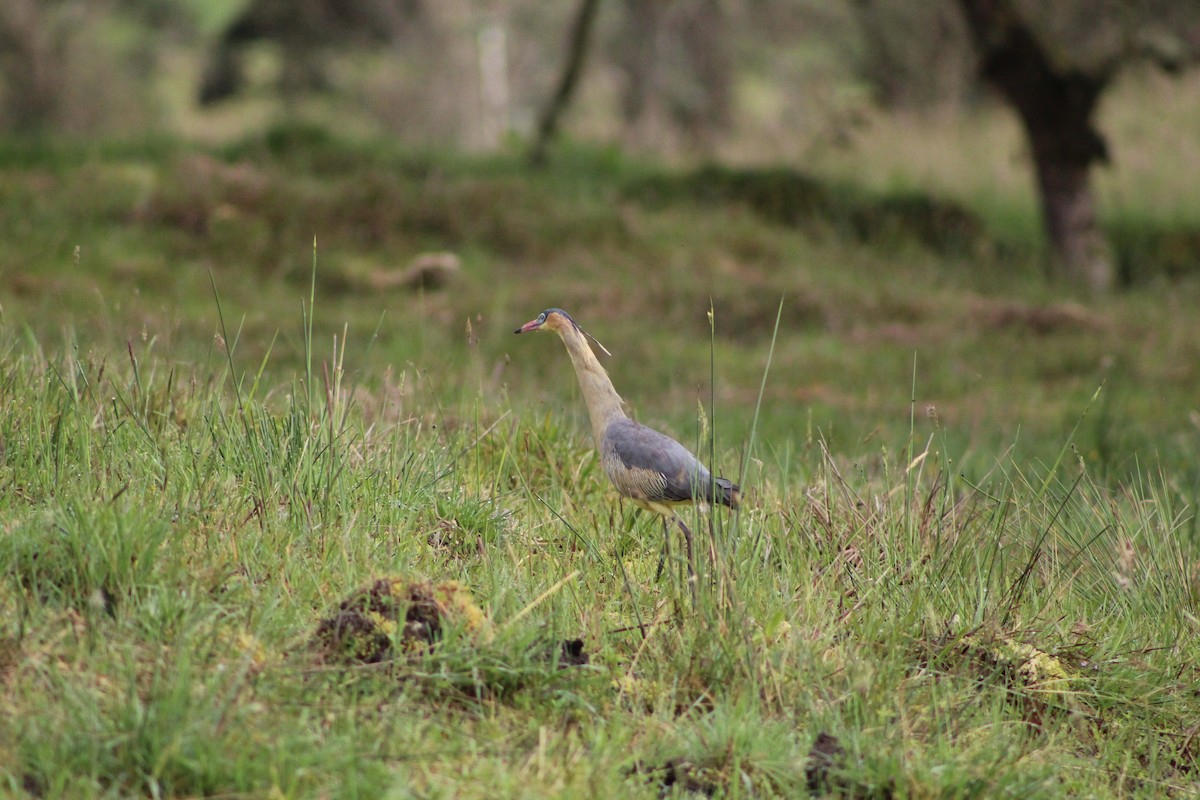 Whistling Heron - ML643557909