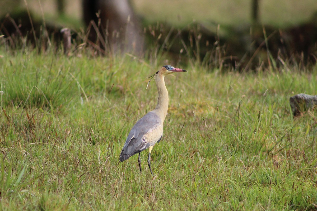 Whistling Heron - ML643557910