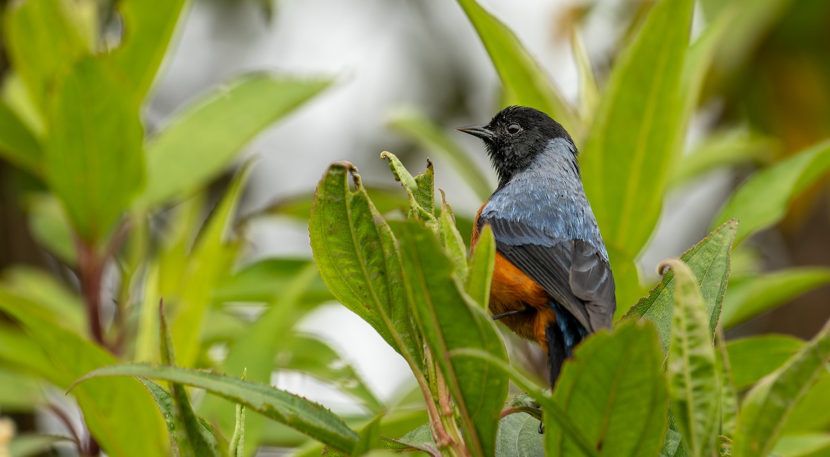 Blue-backed Conebill - ML643557913