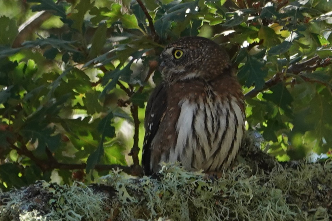 Northern Pygmy-Owl - ML643557921