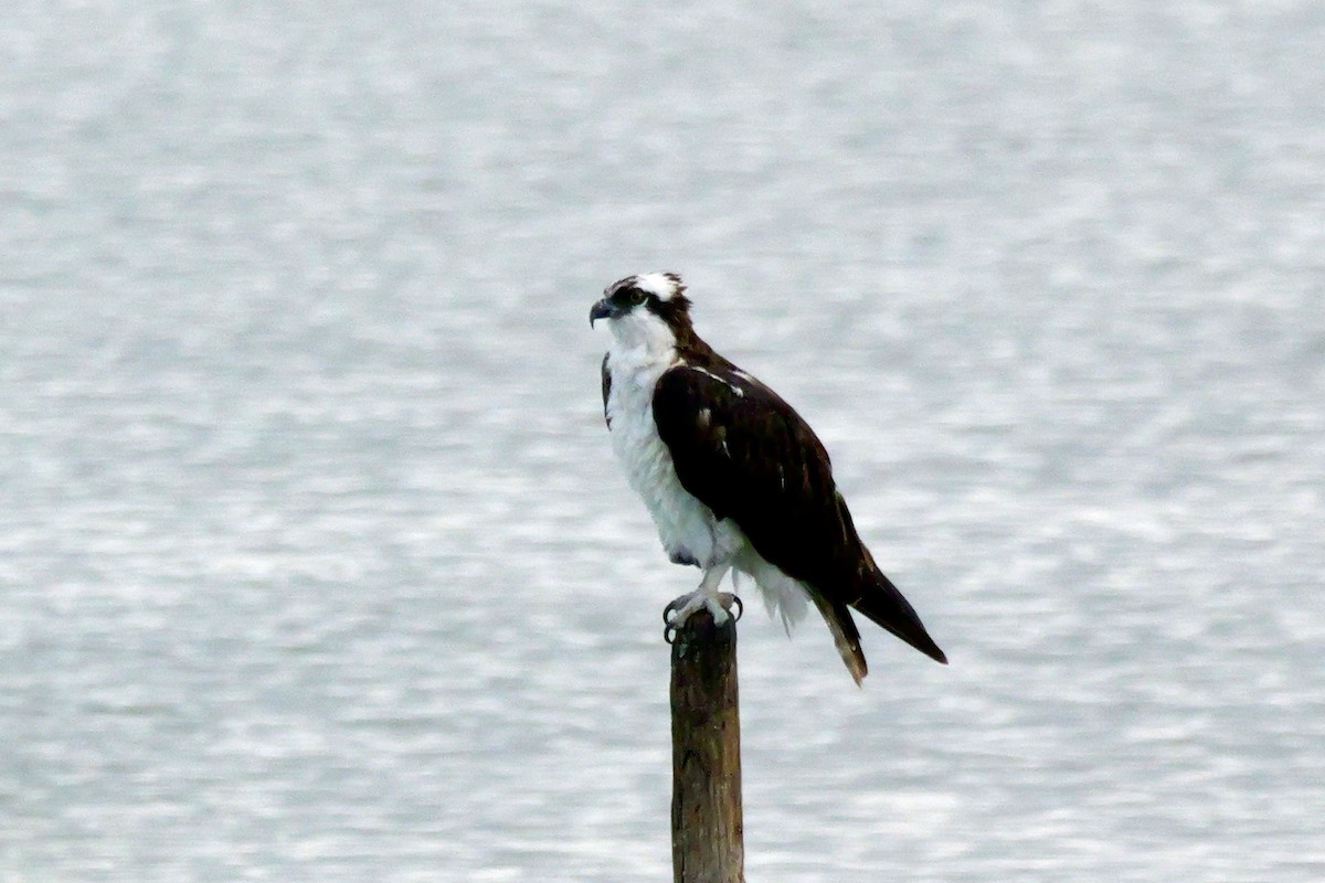 Osprey - ML643557929