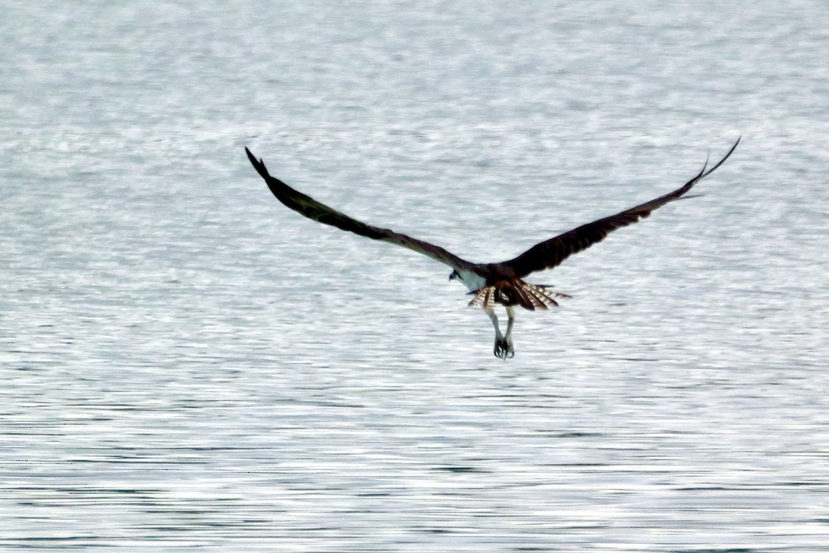 Osprey - ML643557930