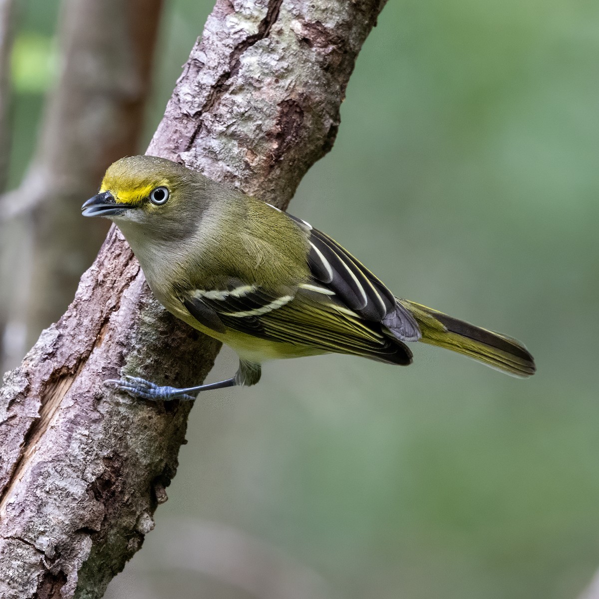 hvitøyevireo - ML643557938