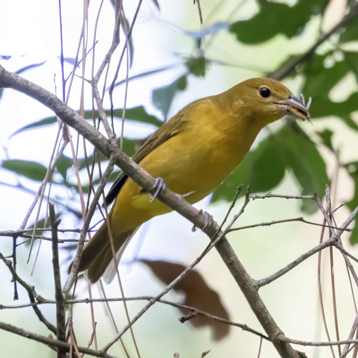 Summer Tanager - ML643557946