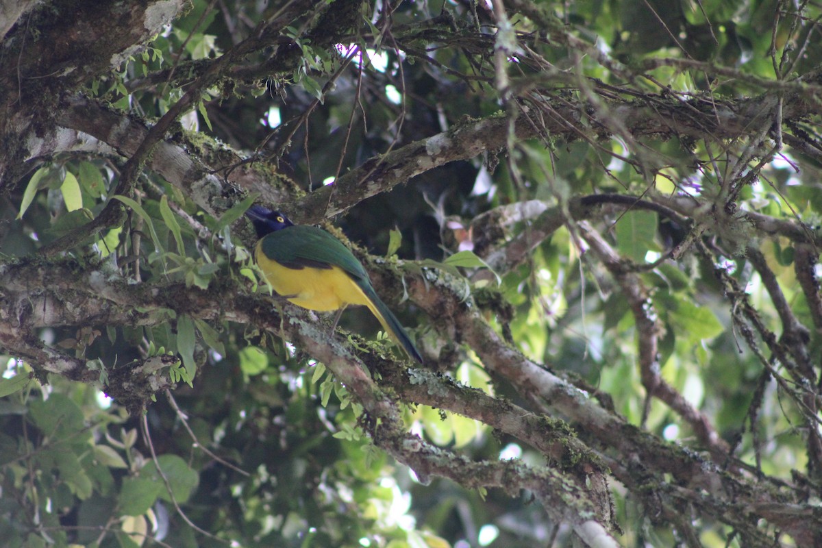 Green Jay - ML643557960