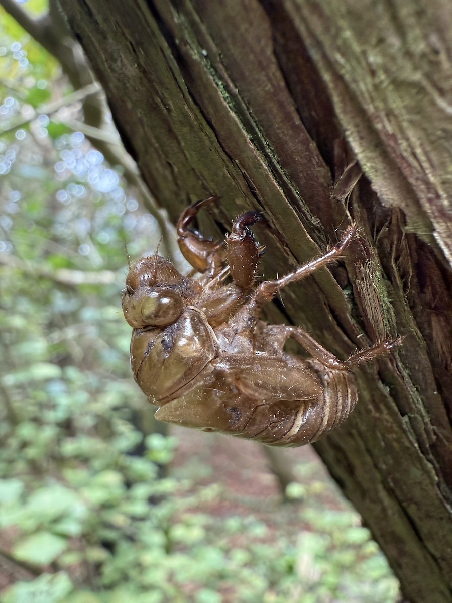 Periodical Cicadas - ML643557961