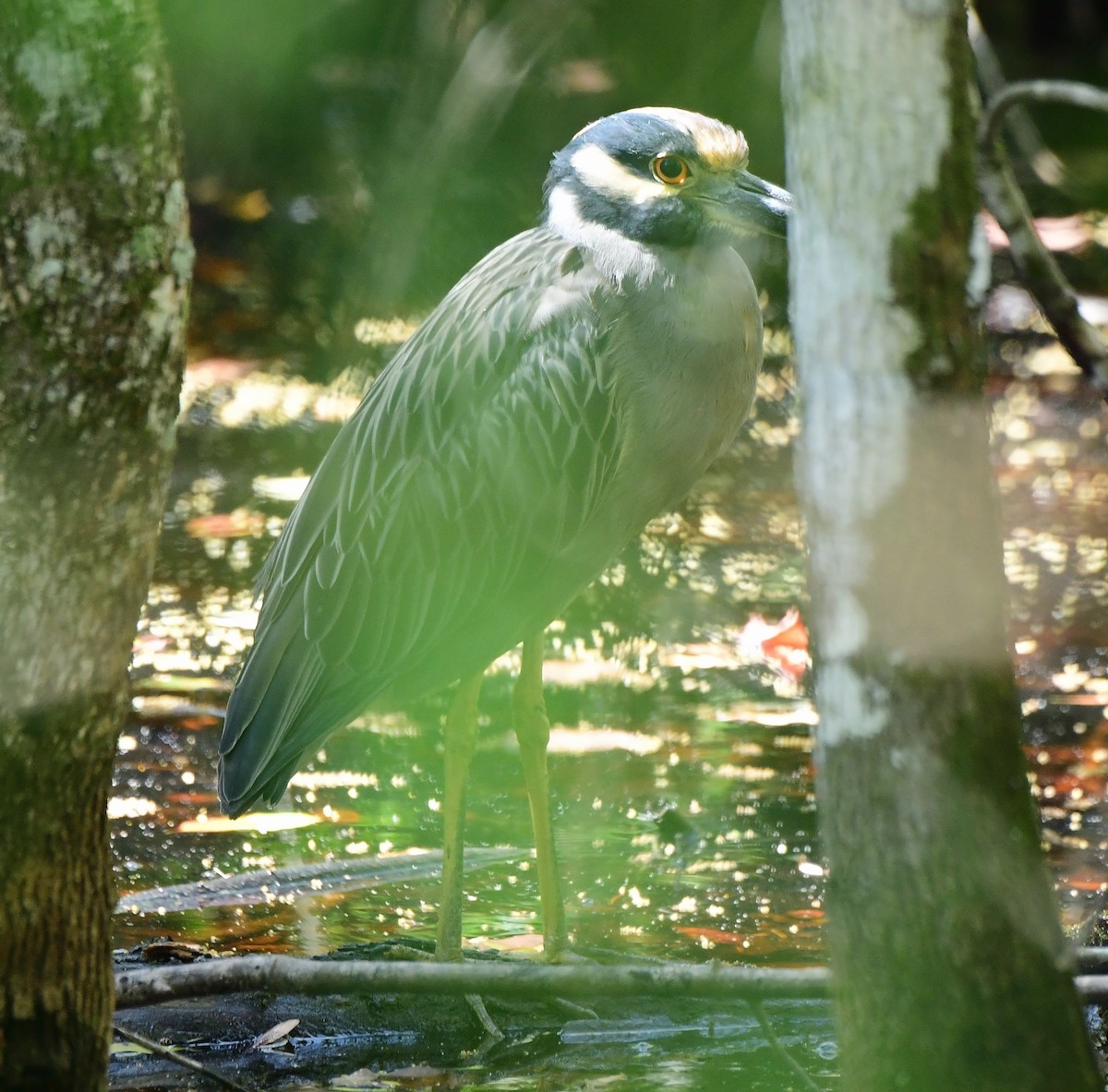 Yellow-crowned Night Heron - ML643557977