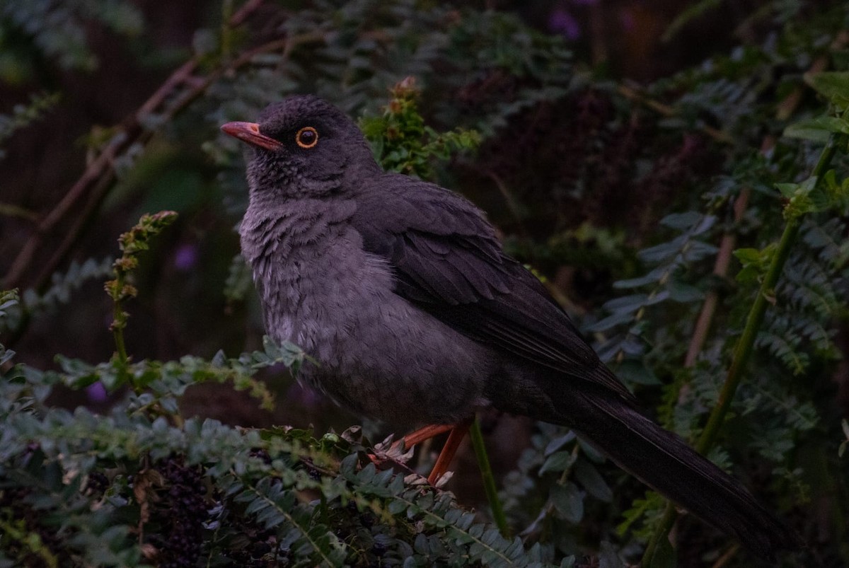 Great Thrush - ML643557983