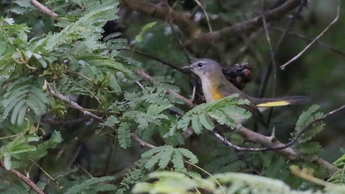 American Redstart - ML643557998