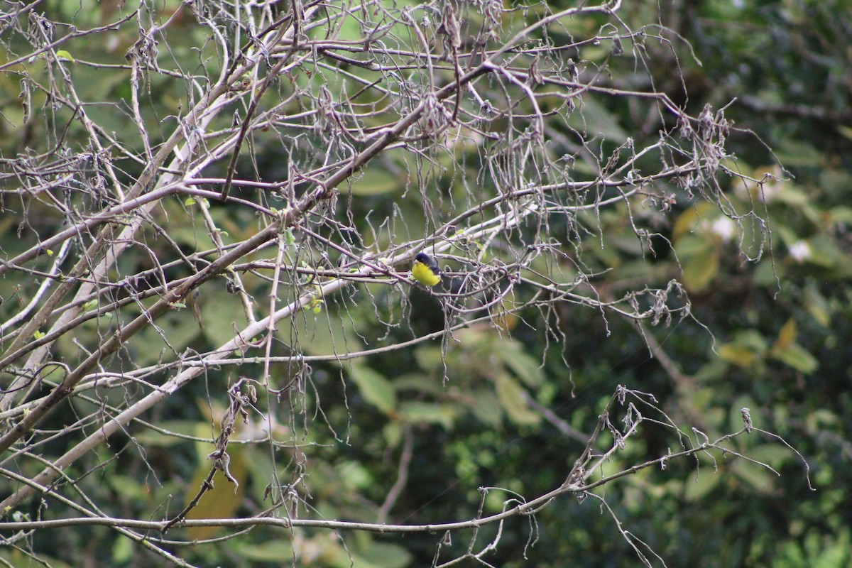 Lesser Goldfinch - ML643558001