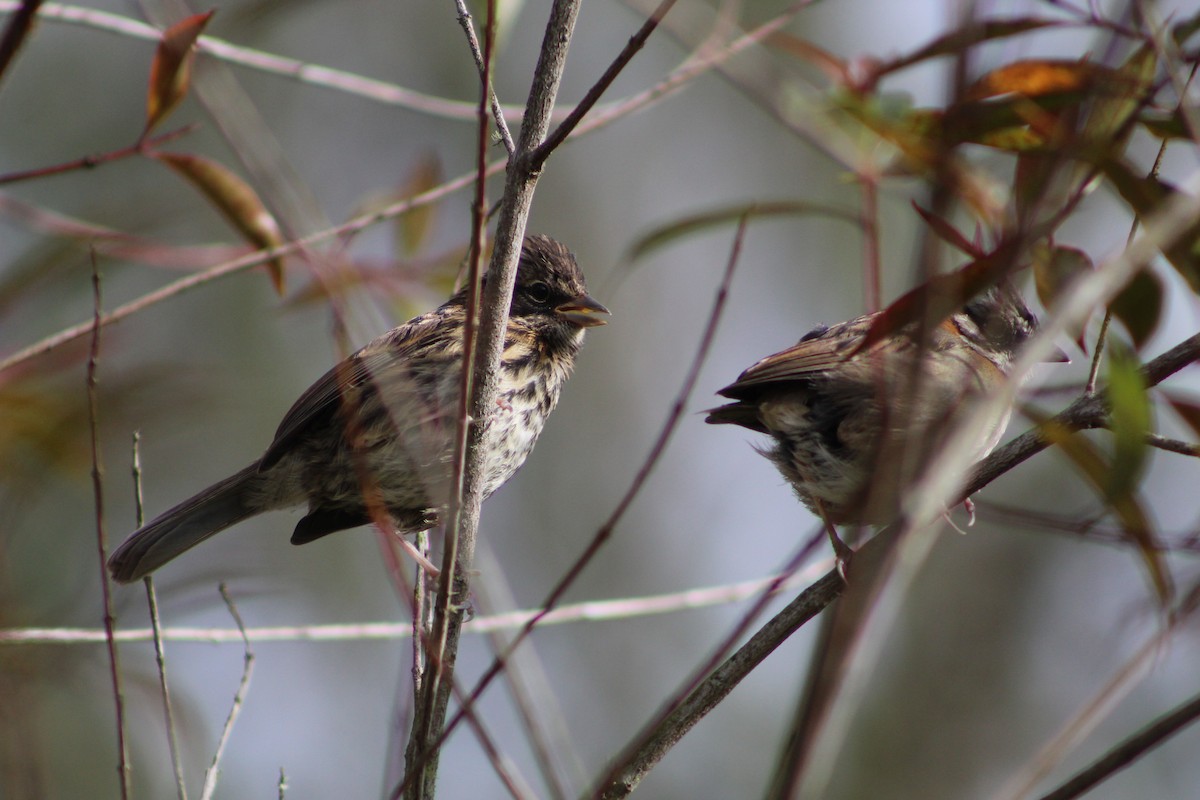 Rufous-collared Sparrow - ML643558013