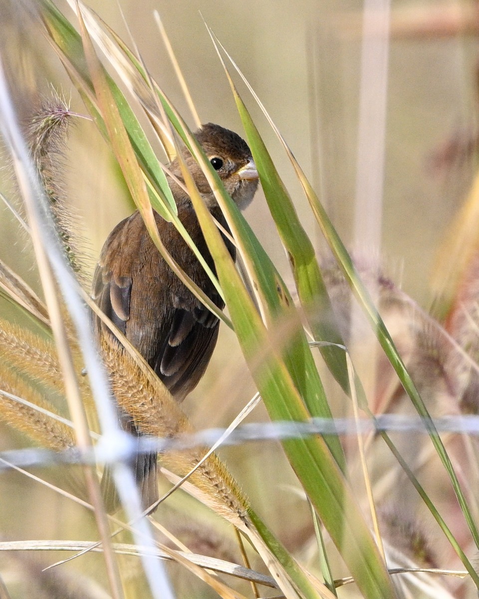 Indigo Bunting - ML643558019