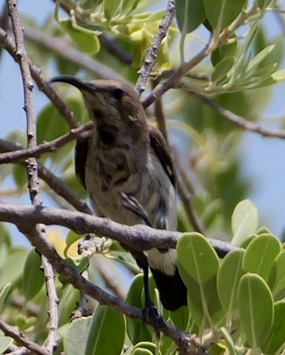 Dusky Sunbird - ML643558021