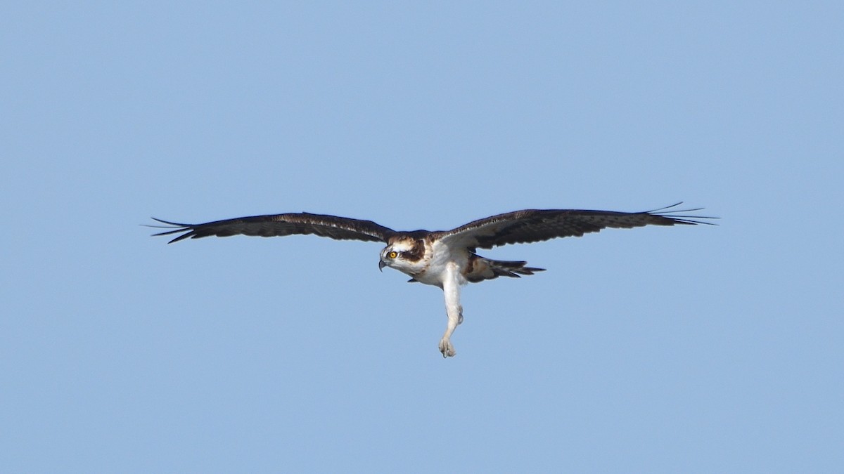 Osprey - ML643558023