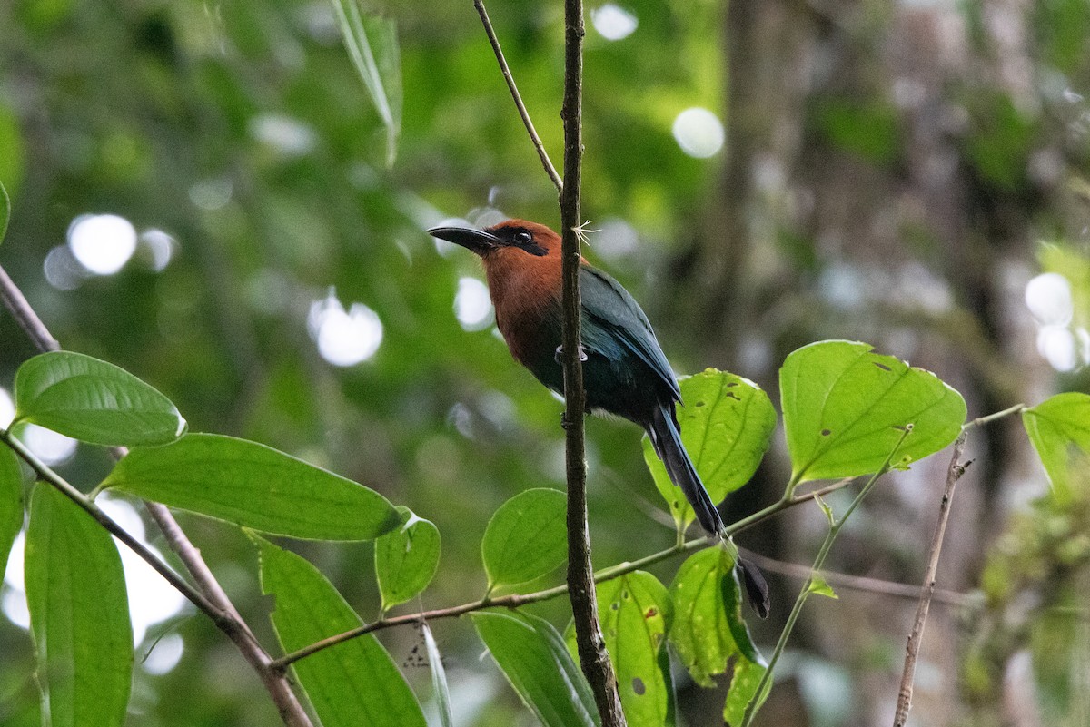 Broad-billed Motmot - ML643558036