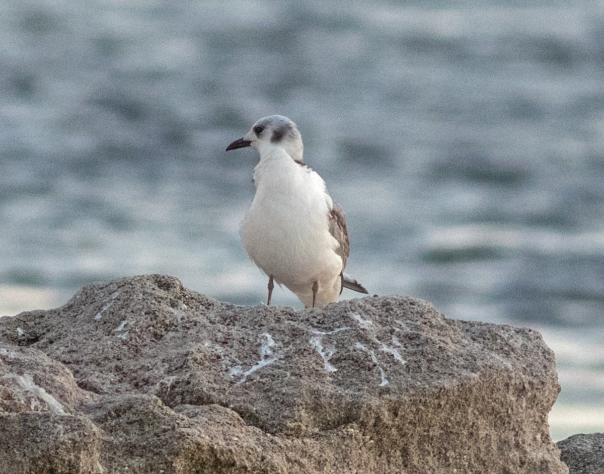 Black-legged Kittiwake - ML643558040