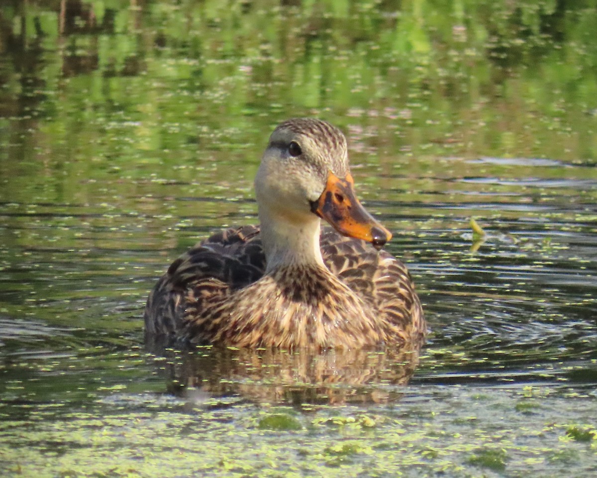 Mallard x Mottled Duck (hybrid) - ML643558046