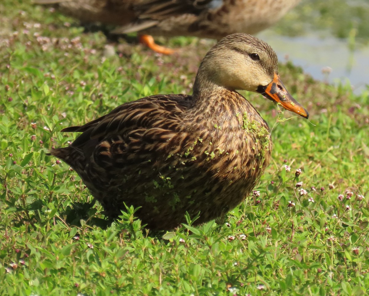 Mallard x Mottled Duck (hybrid) - ML643558047