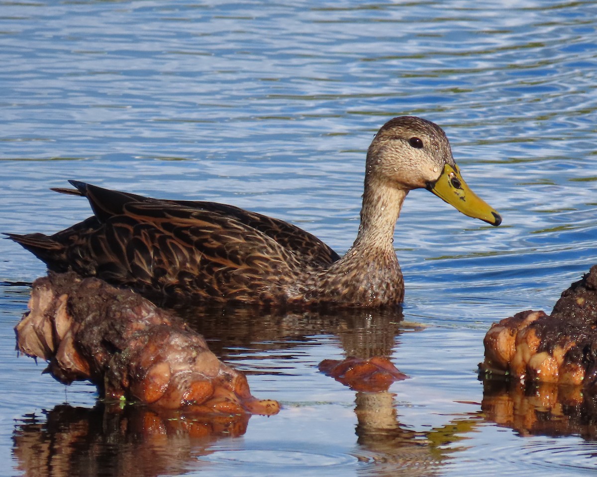 Mallard x Mottled Duck (hybrid) - ML643558048