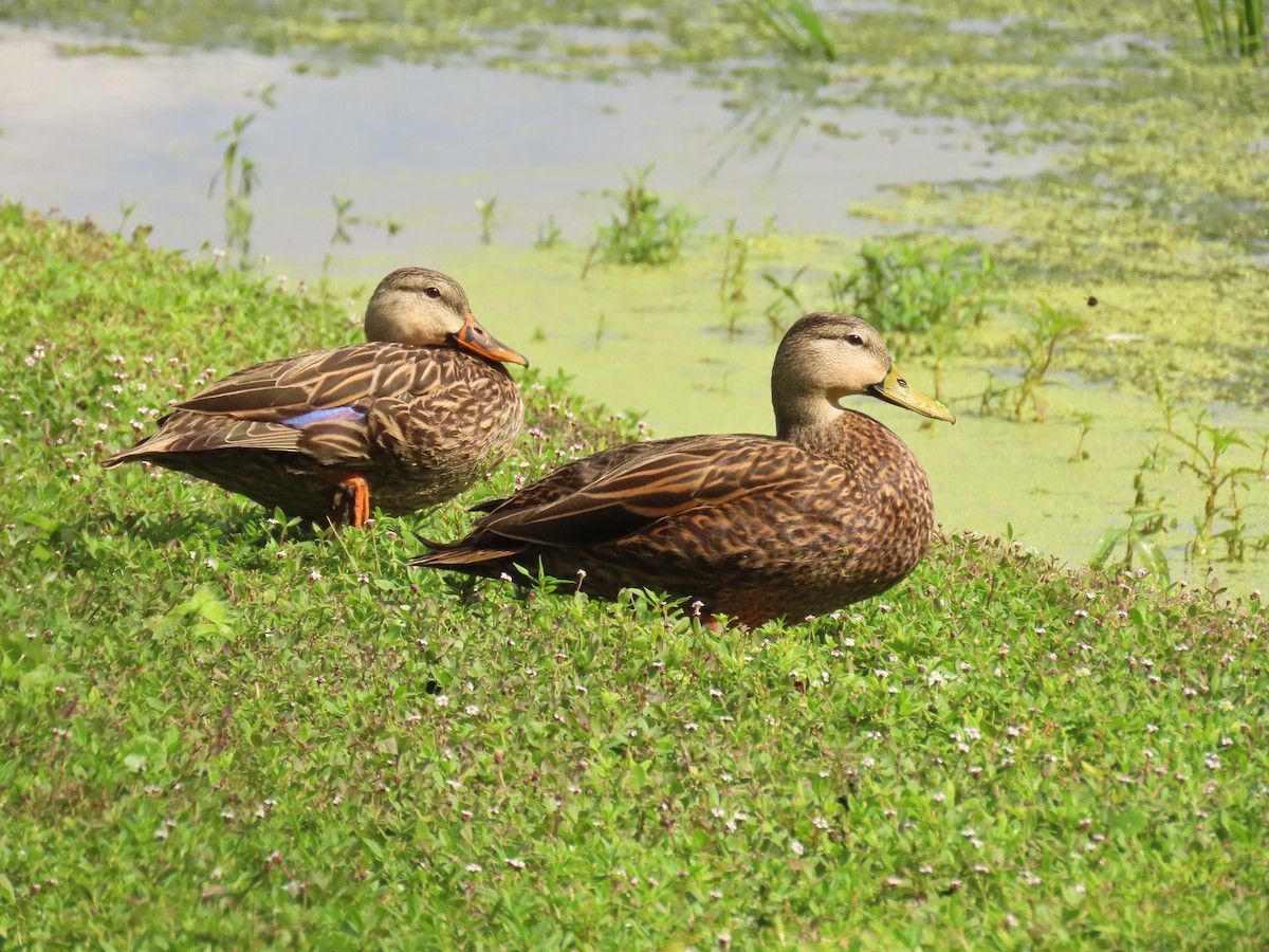 Mallard x Mottled Duck (hybrid) - ML643558049