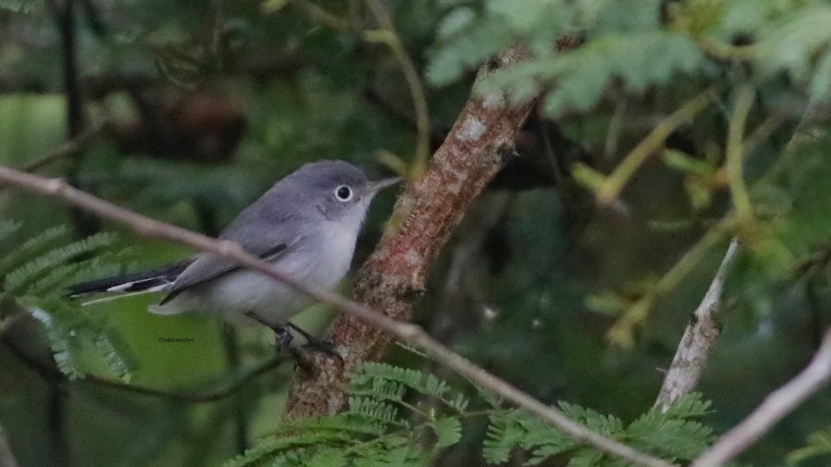 Blue-gray Gnatcatcher - ML643558050