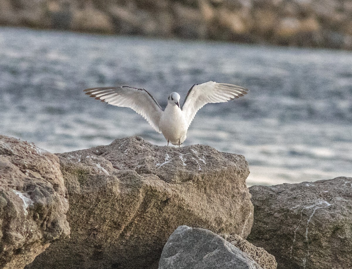 Black-legged Kittiwake - ML643558068