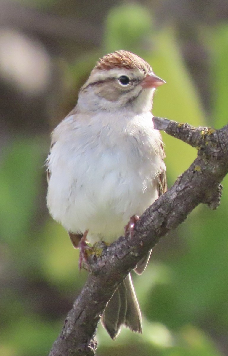 Chipping Sparrow - ML643558069