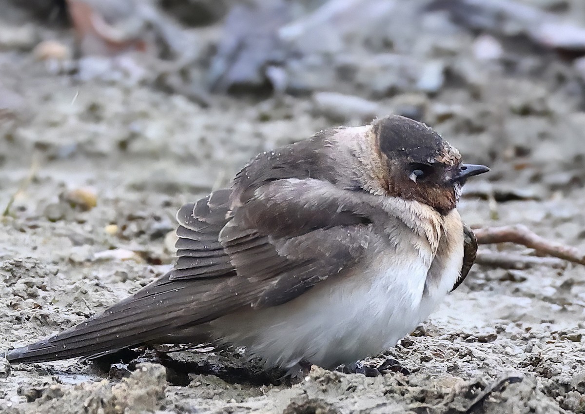 Cliff Swallow - ML643558070