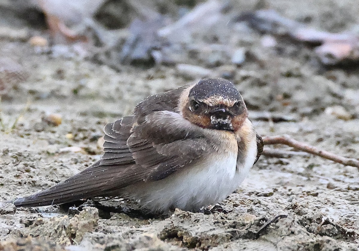 Cliff Swallow - ML643558072