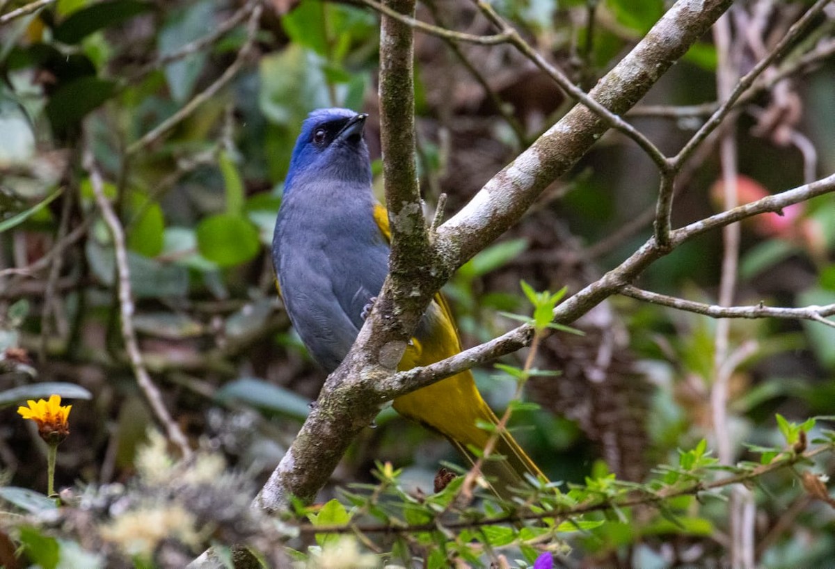 Blue-capped Tanager - ML643558081