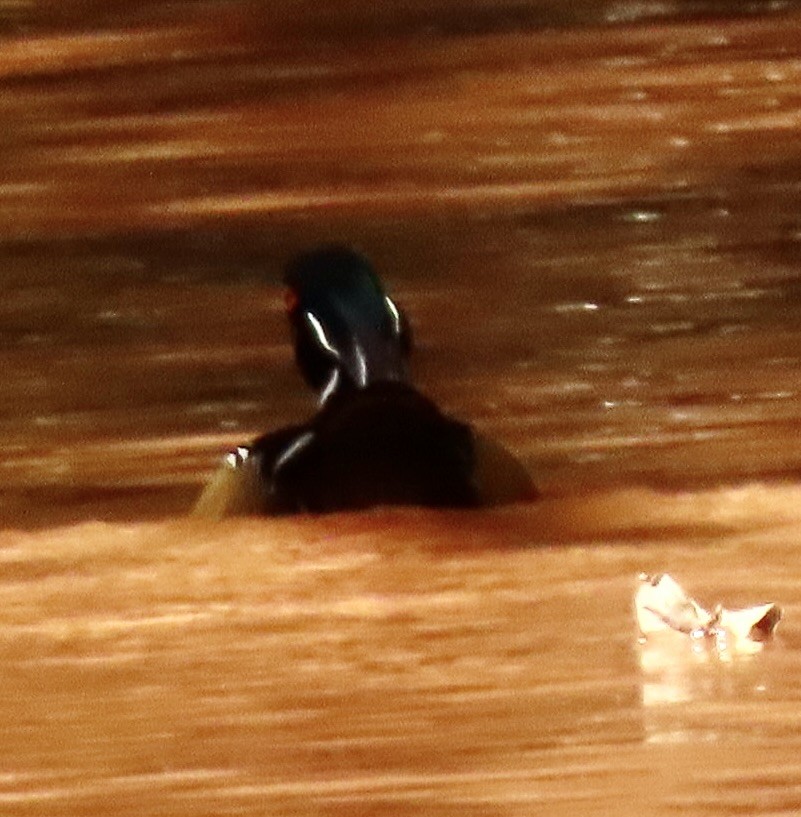 Wood Duck - ML643558095